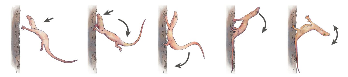 An illustration. The gecko is moving towards a tree. He geckos front legs land on the tree, the tail swings down on the tree, the head falls back and the front legs let go.