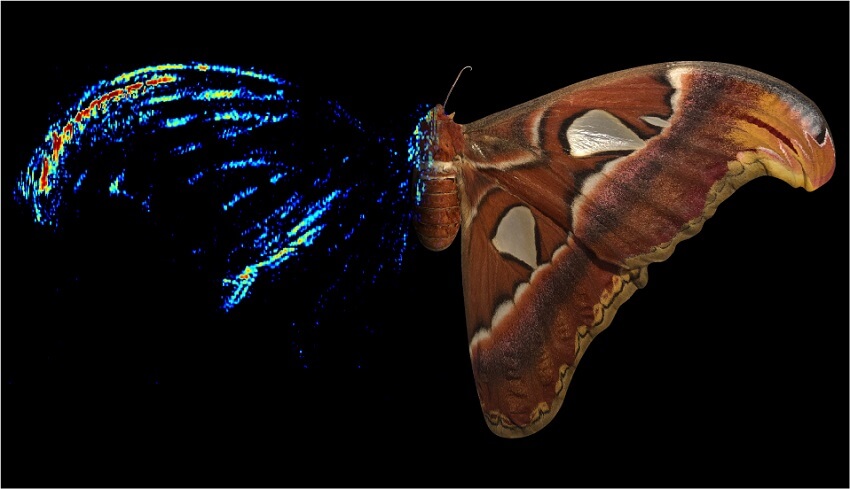 Composite image with photograph on right half and acoustic tomography on the left of moth wings.