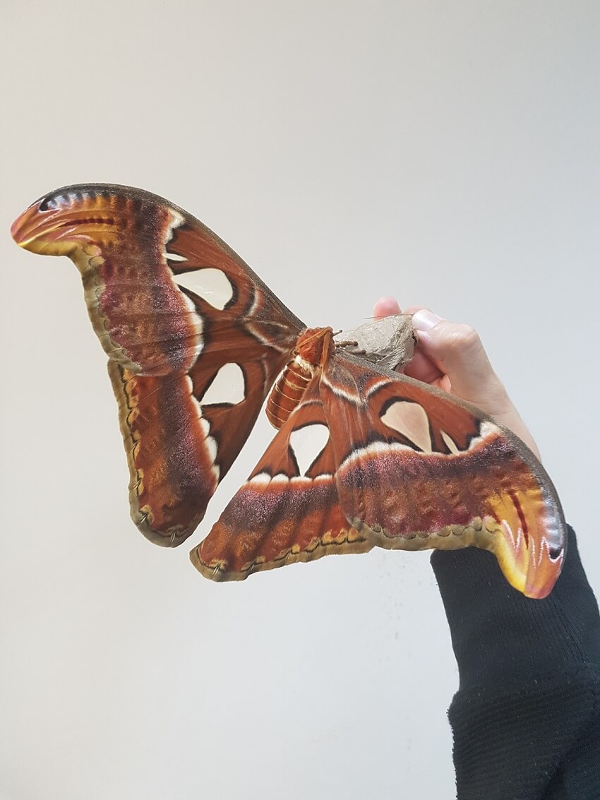 Photograph of the atlas moth on a person's hand.