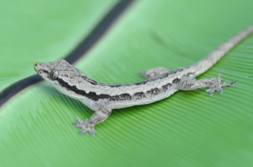 A gecko on a leaf