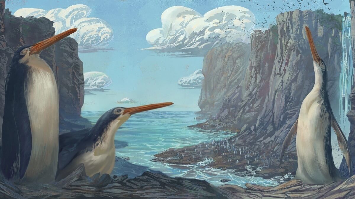 Illustration of three penguins with long beacks. The are standing on some rocsk. Oceasn and cliffs are in the background
