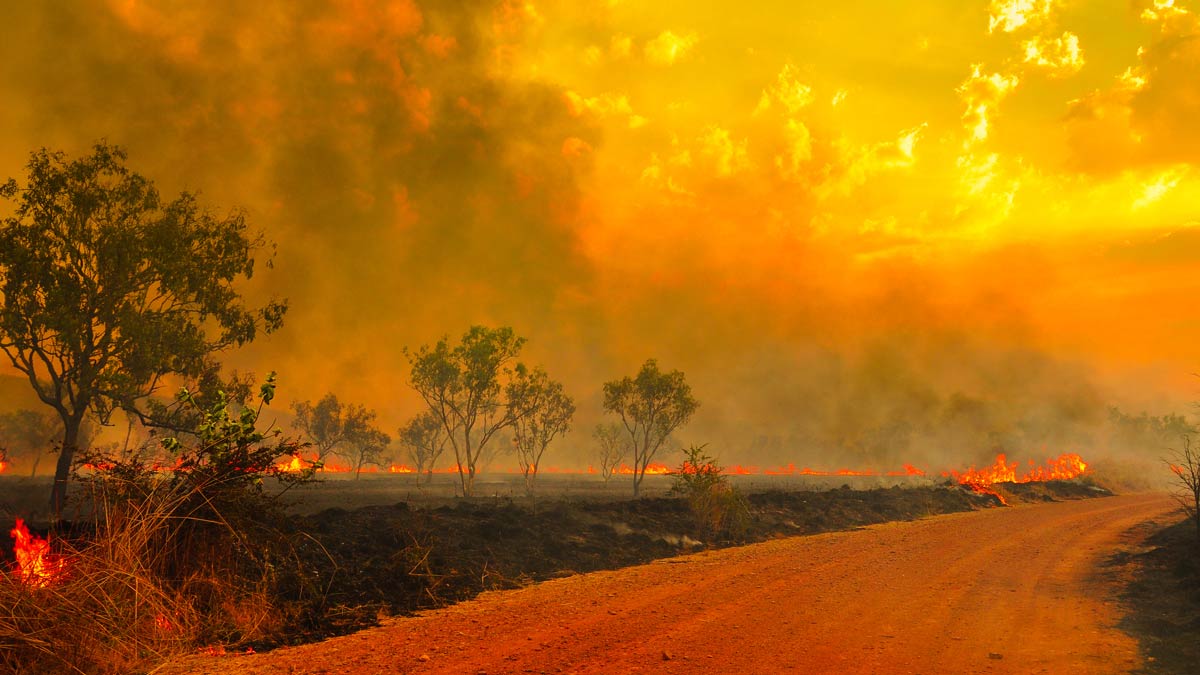 landscape image of a bushfire with a few gum trees and smoke in the sky