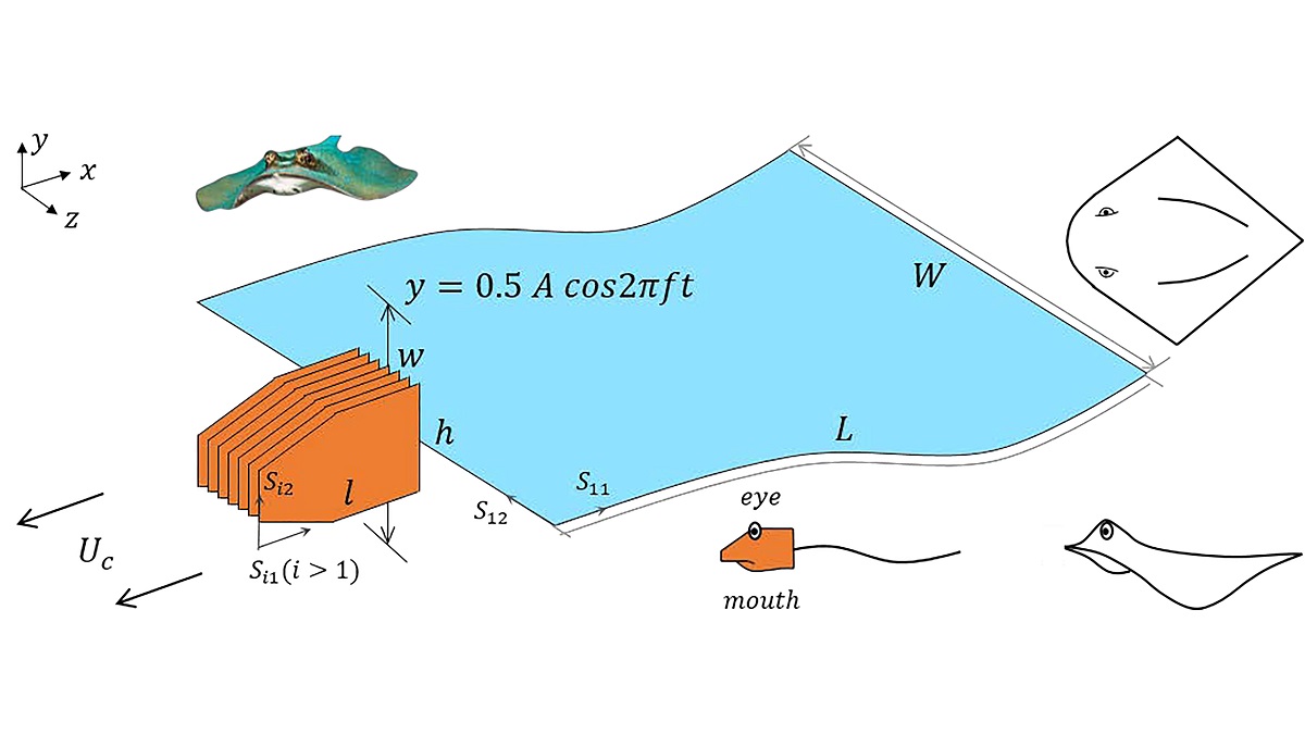 A schematic showing a flexible rectangle oscillating like a stingray.