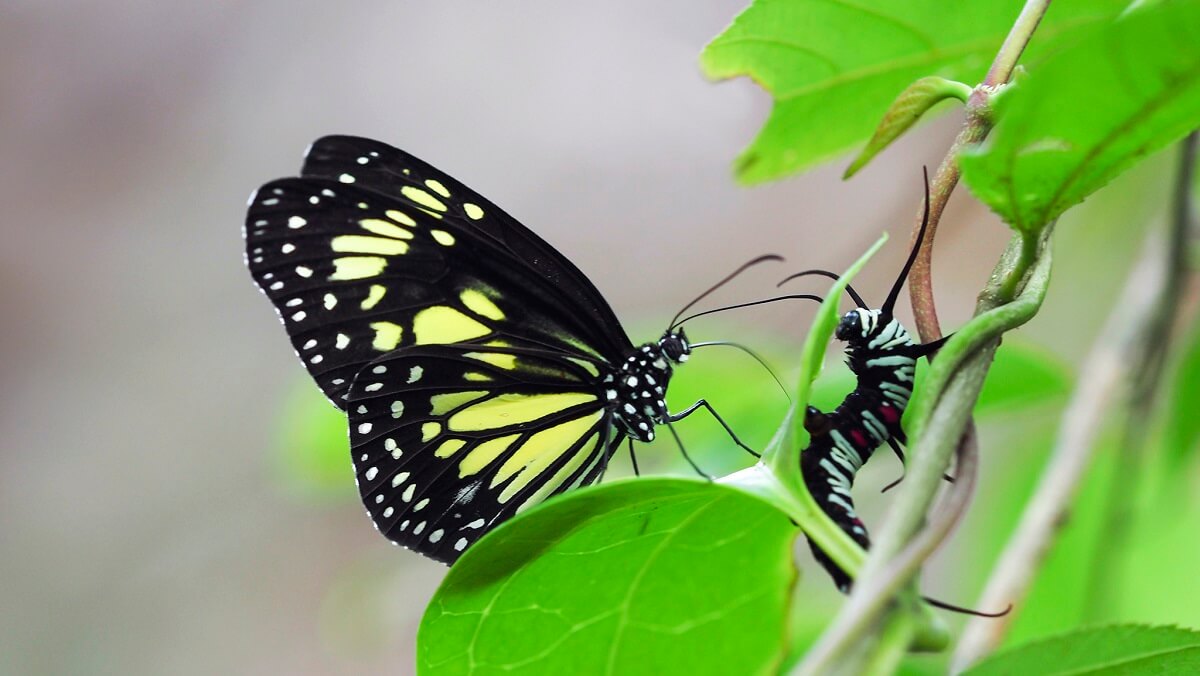 A buterfly on a leaf. It has yellow and black wings. It has a long protuding tongue that is embedded in the belly of a blue and black caterpillar