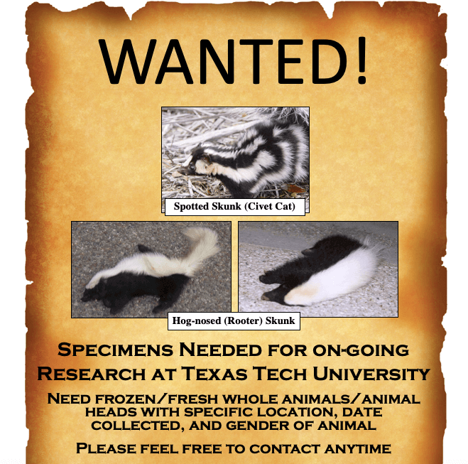 A wanted poster. It says wanted in capital letters at the top. There are three pictures of skunks and text below that says "specimens needed for on going research at texas tech university"
