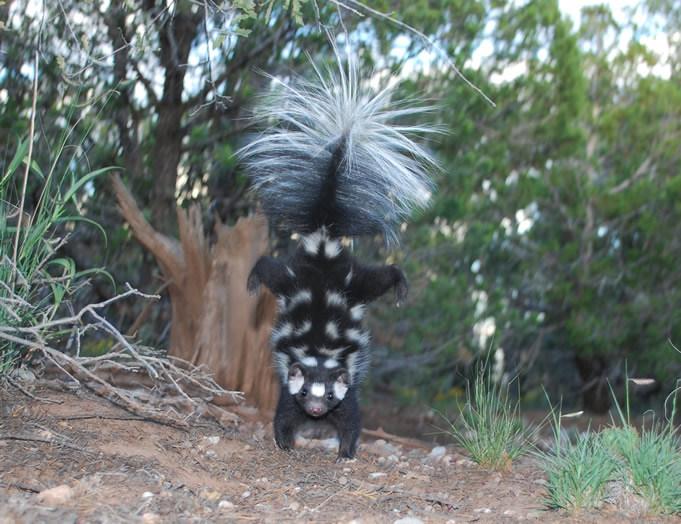 And animal on its front paws. It is looking at the camera. Its bushy tail is up in the air and it is black with white spots. There are trees in the background.