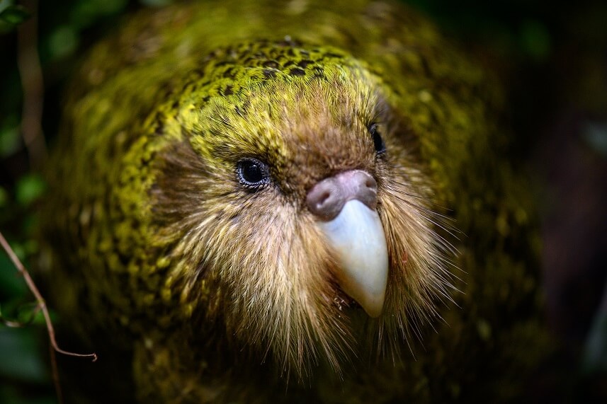 A close up of a green parrots face