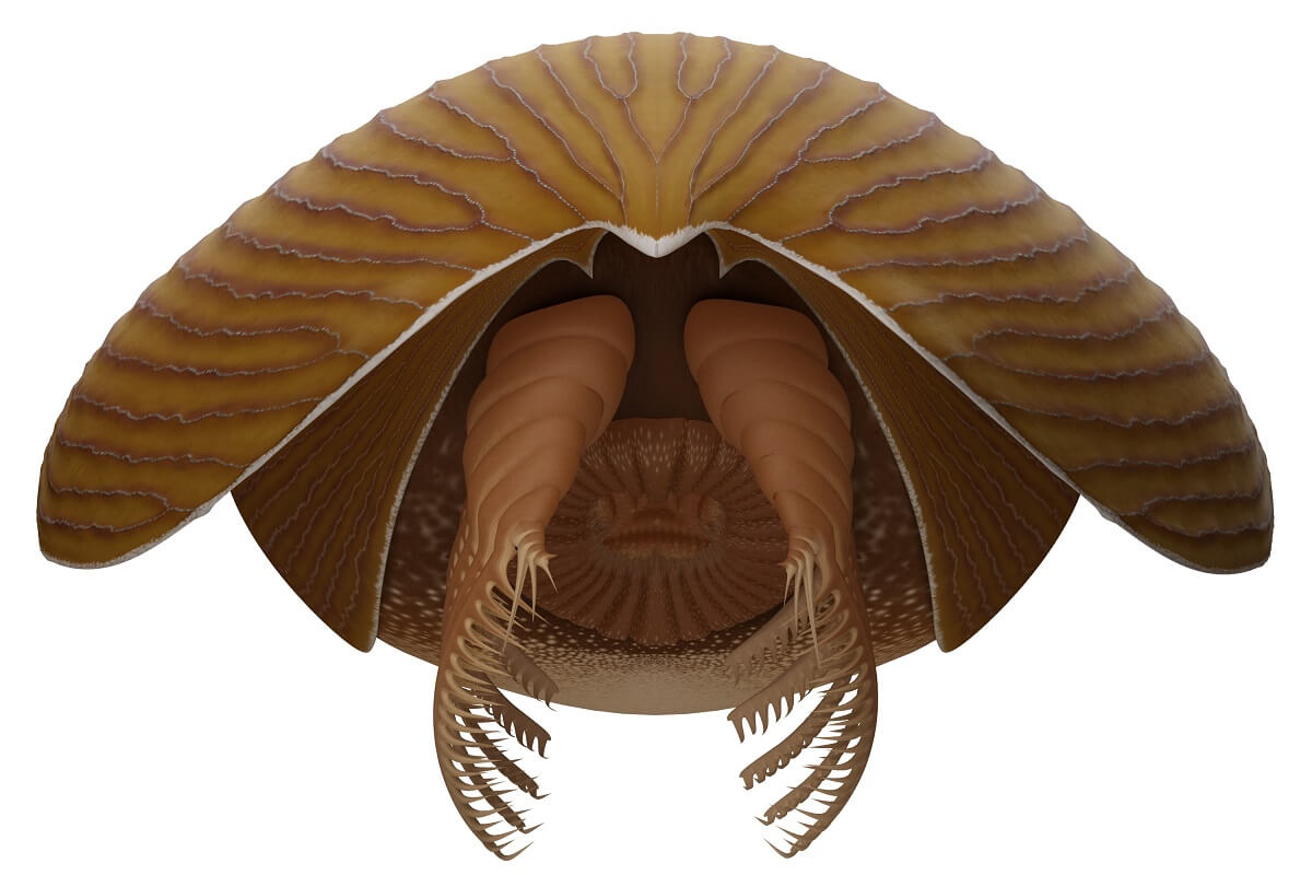 Artist's illustration of the species, like a weird crab with flaps for swimming and claws