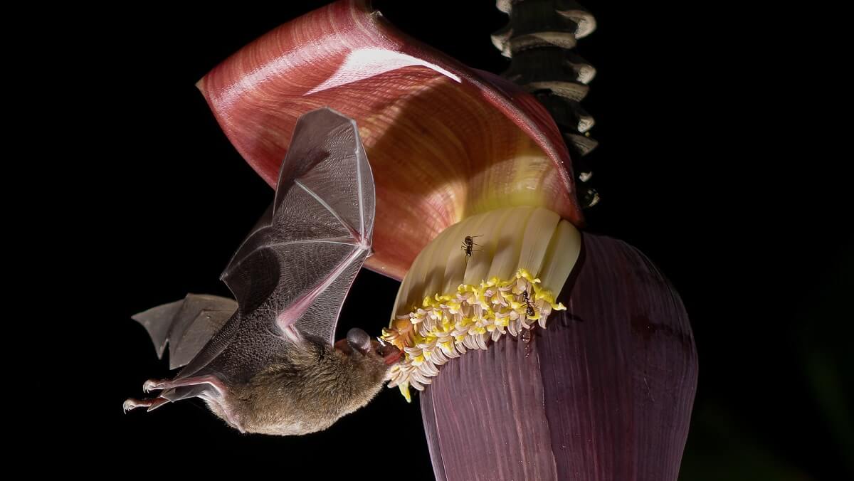A bat eating from a banana flower