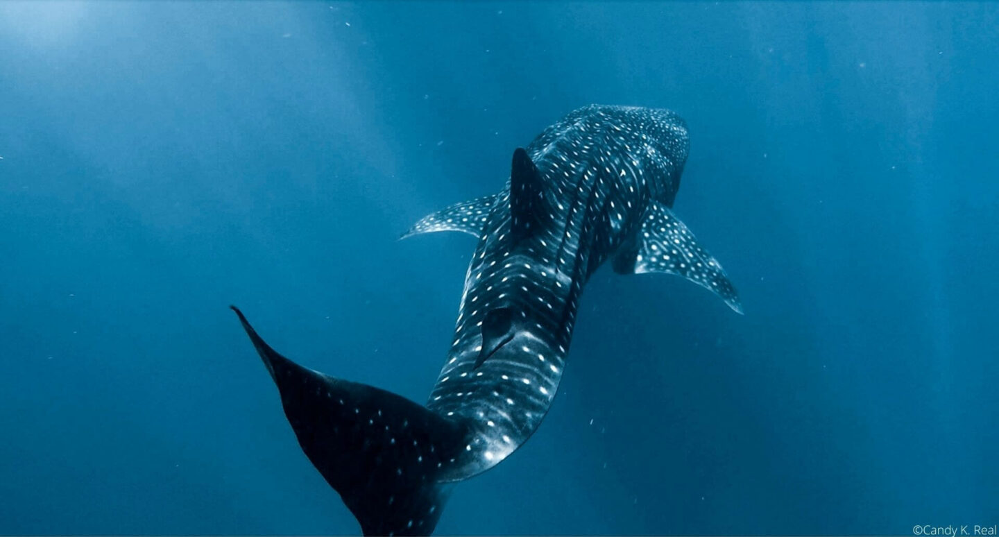 Spotted whale shark swimming away from camera