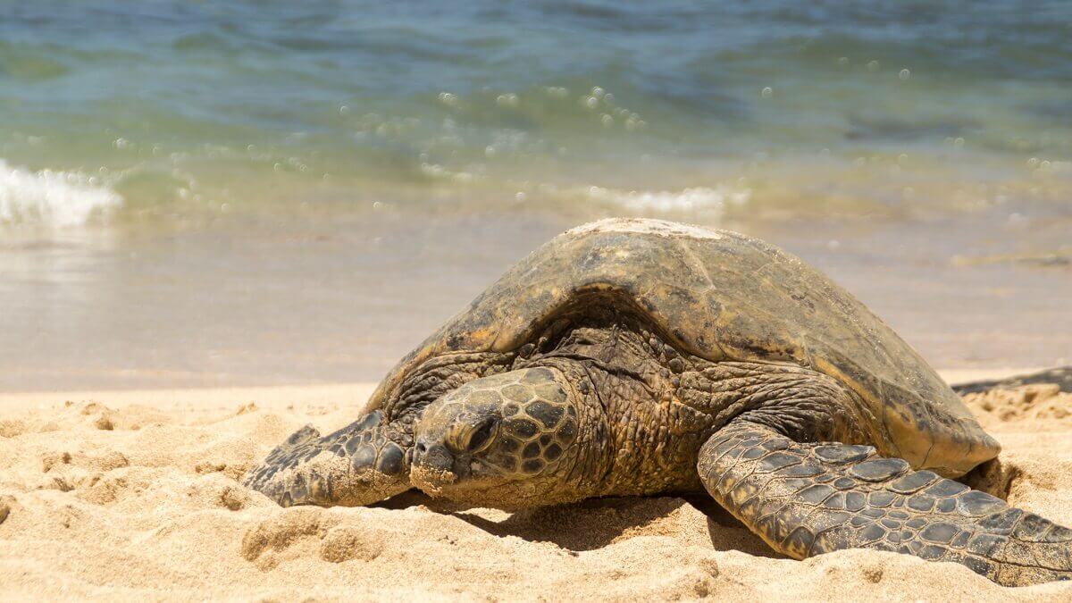 Green sea turtle on a beach