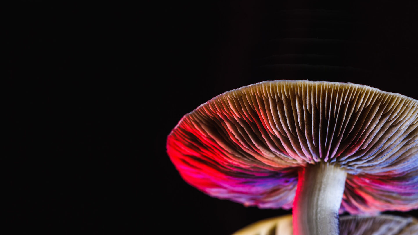 Closeup of psilocybin mushroom on a black background