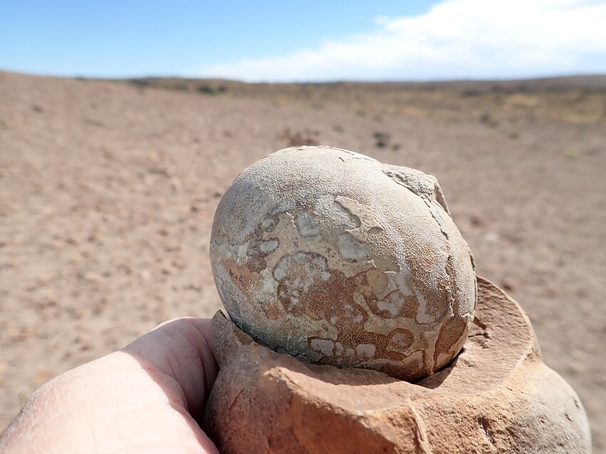 Photo of fossilised egg