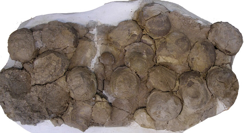 Photo of fossilised egg nest