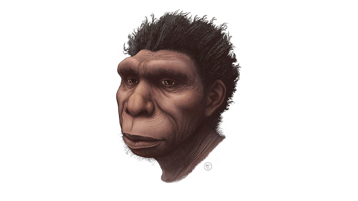 Illustration of new human species Homo bodoensis
