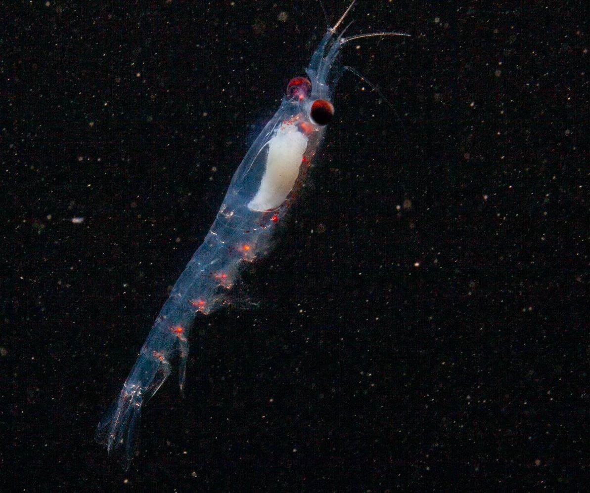 Close up of small crustacean in dark waters