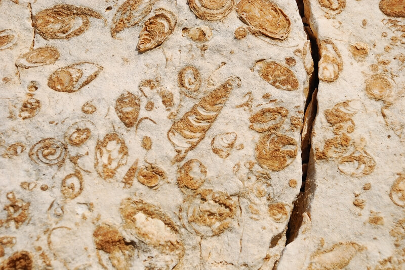 Cretaceous gastropod fossils lebanon