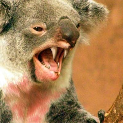 Koala with sharp teeth