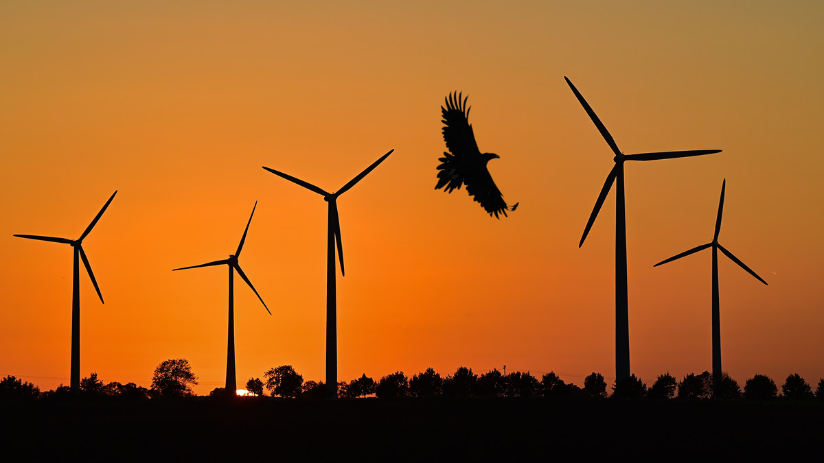 an eagle silhouetted against wind turbines at sunset