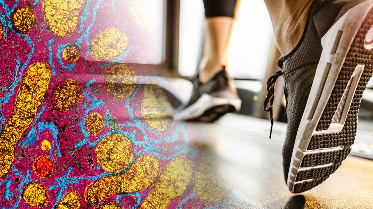 composite image of mitochondria and feet running on a treadmill