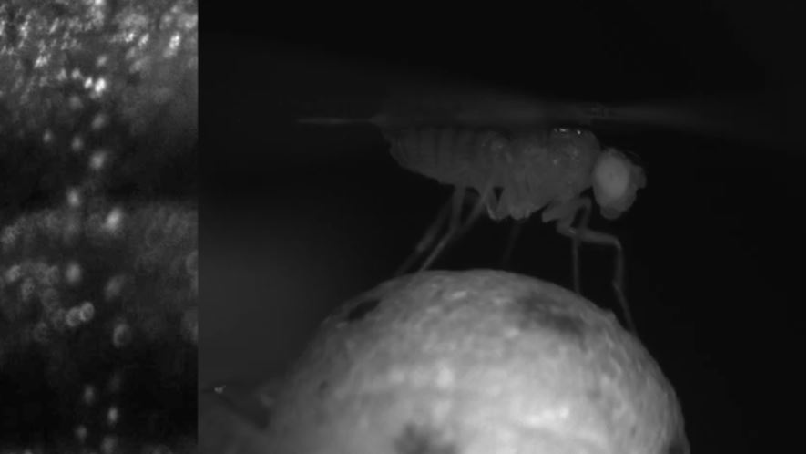 Black and white image of a fly on a ball-shaped object