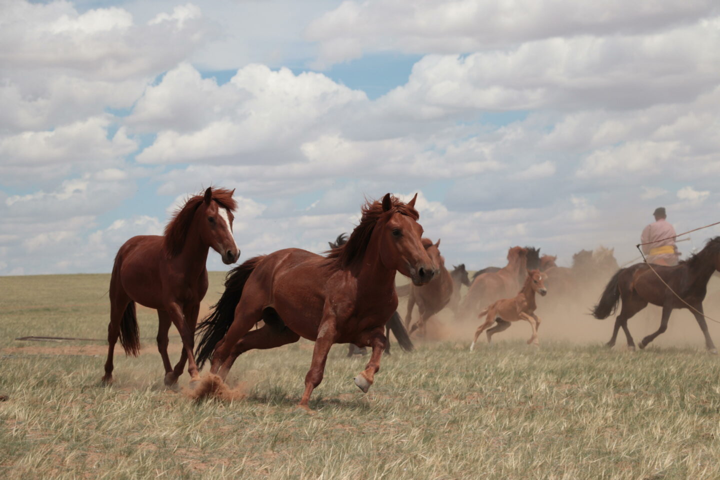Horses on the steppe