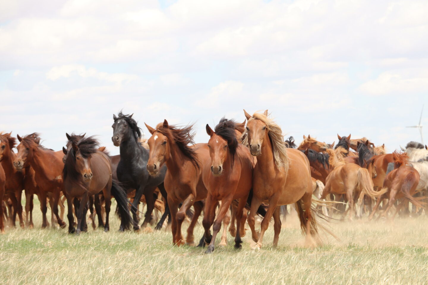 Herd of horses on the steppe