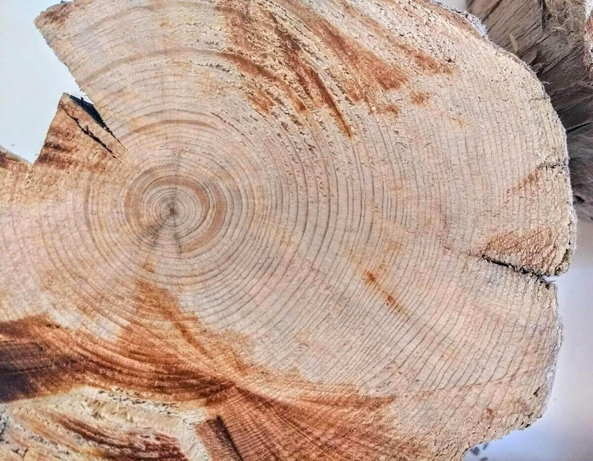 A tree cross section
