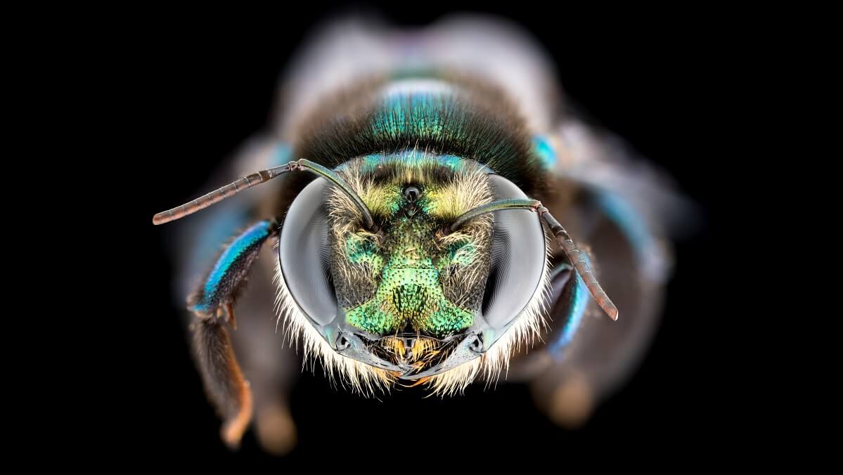 a close up of a bees head