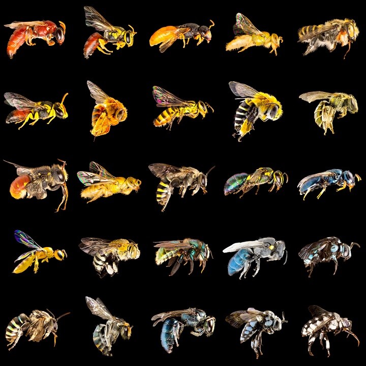 Lots of different bees from yellow to blue