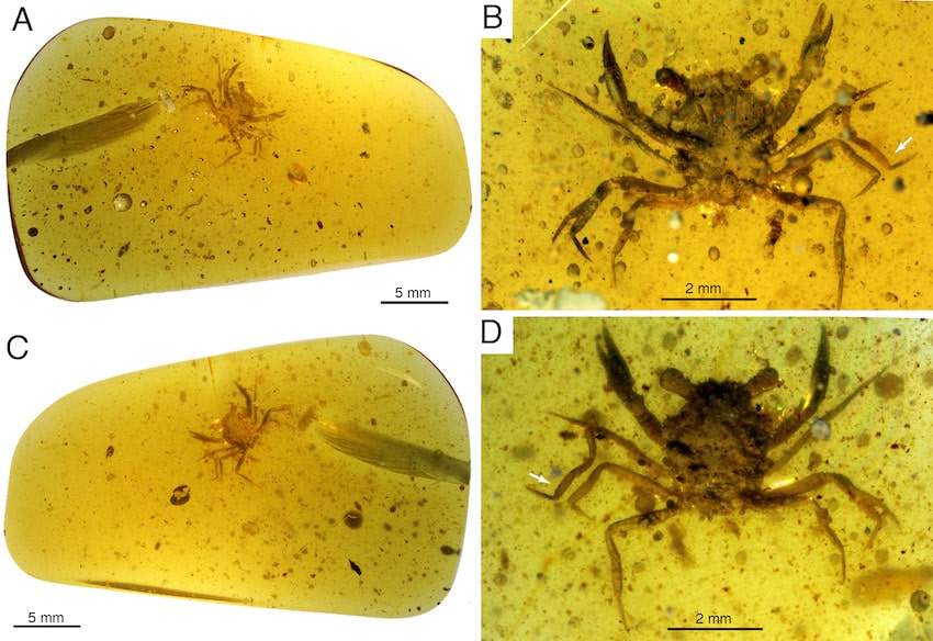 Scientific figure of crab preserved in amber