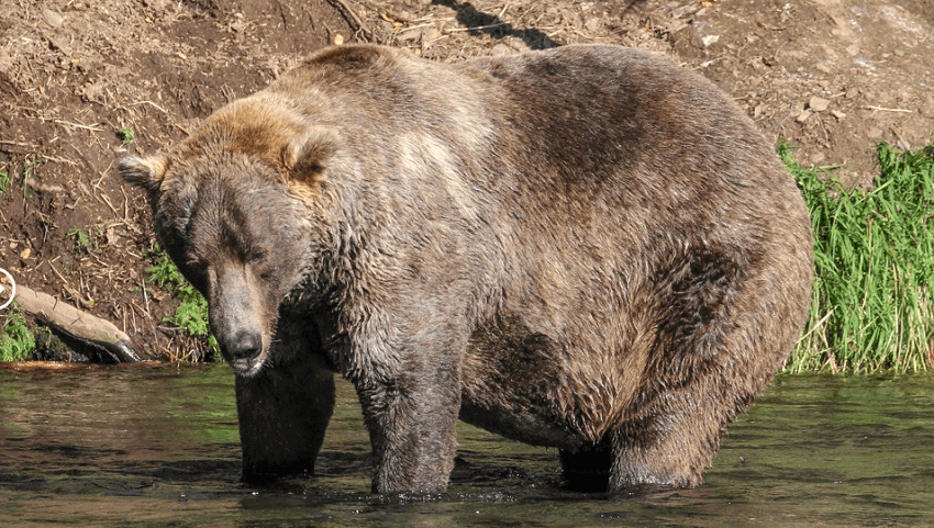 A fat bear standing in water