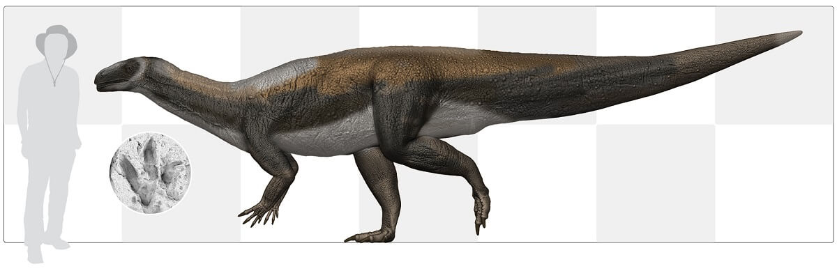 An illustration of a dinosaur next to a human, about the same height but dino is way longer