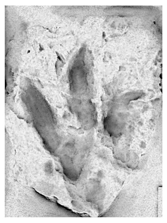 Close up of a three toed footprint, one of the fossil dinosaur footprints found in the mine
