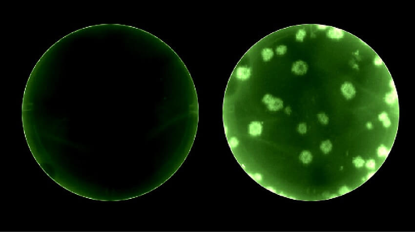 Two green sircles on a black background. The left circle is empty. The right circle is a brighter green and has white splodges scattered throughout