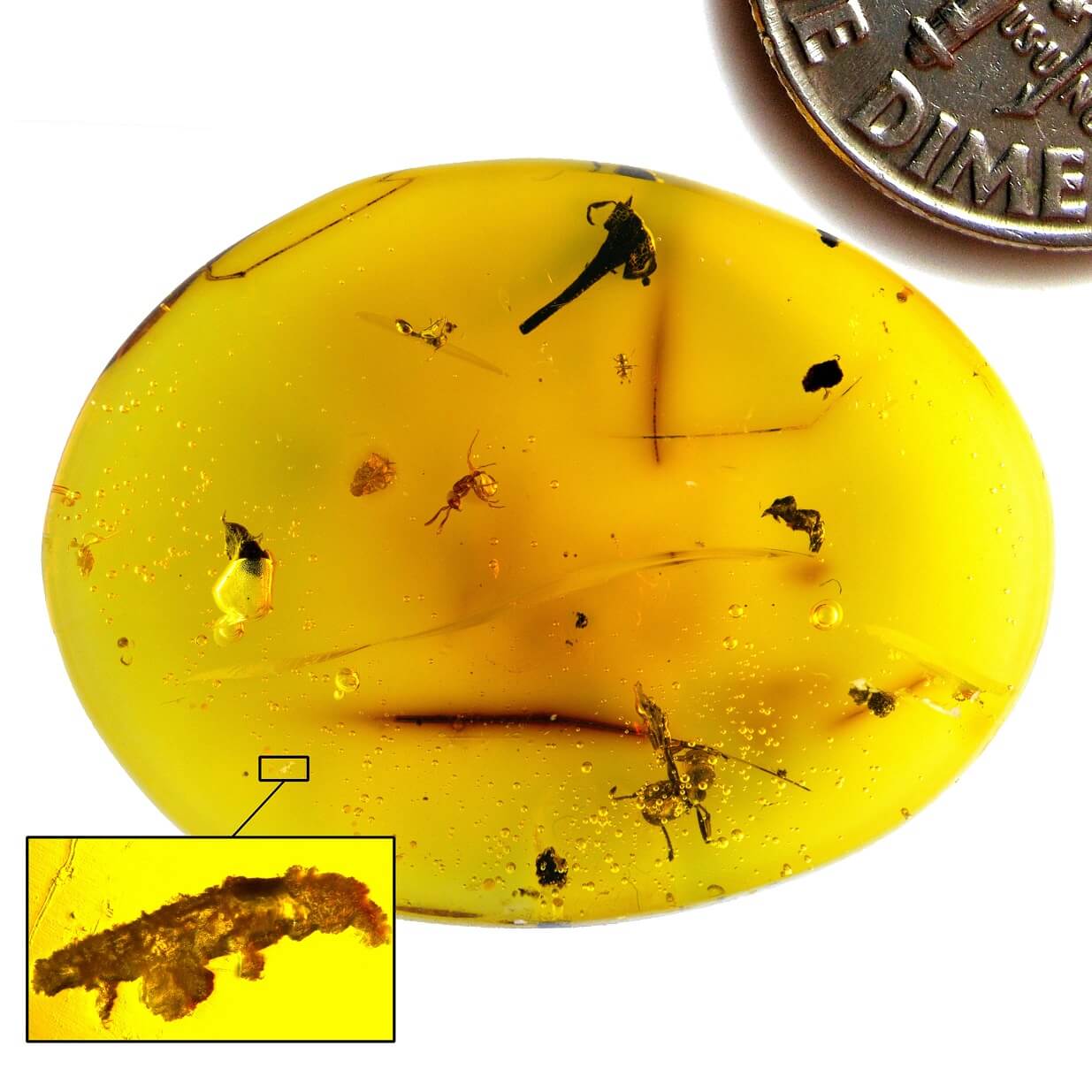 A big yellow oval with brown and black depris inside. One spotis magnified and there is a squased oblong inside it