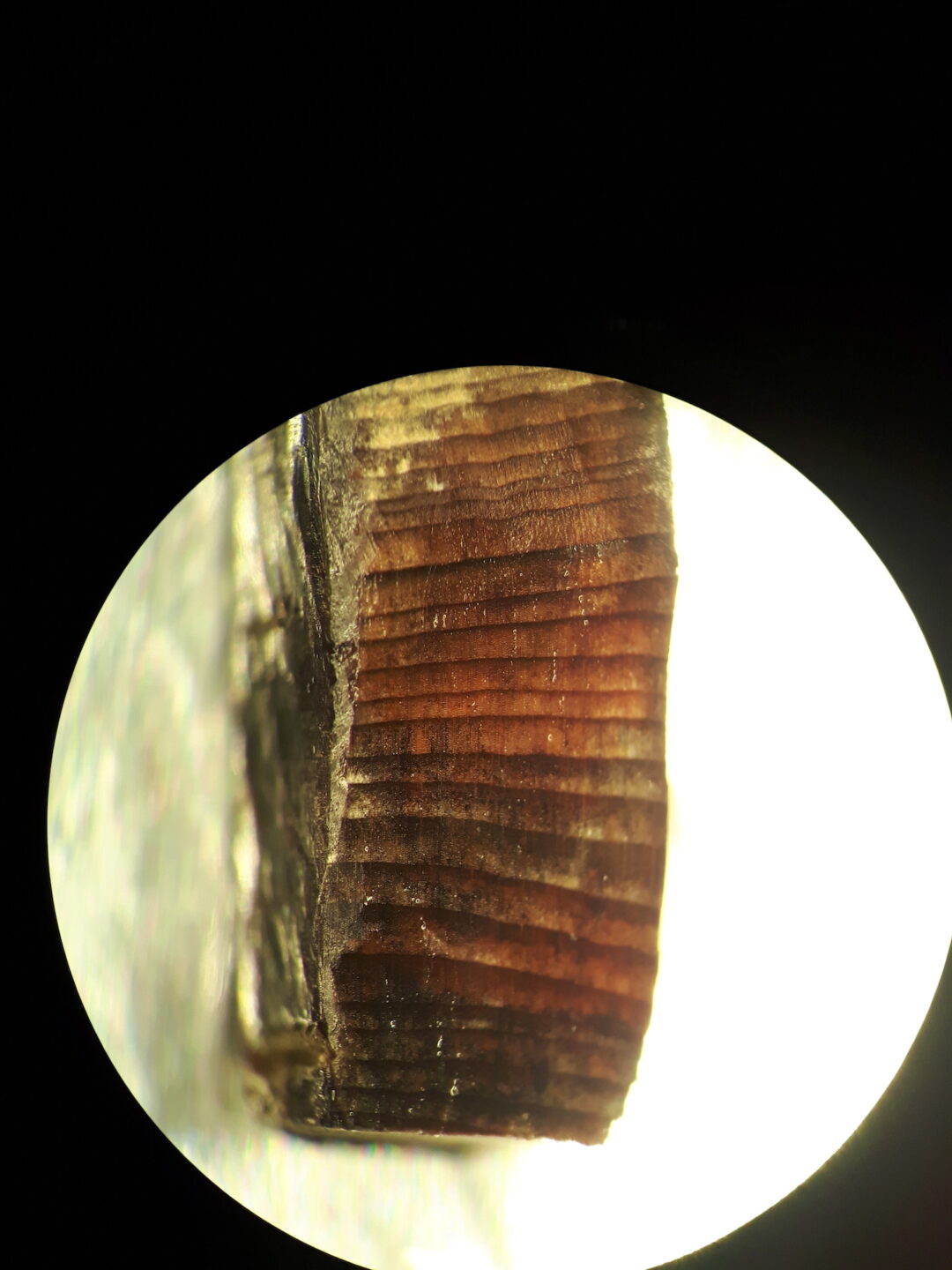 Wood under a microscope