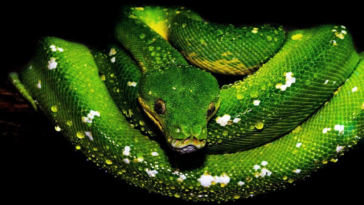 a green snake coiled around itself