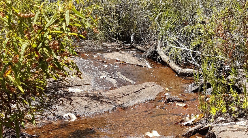 a stream with bush at the side