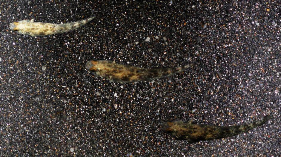Three small brown fish on black and white background