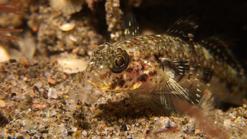 Mottled brown fish next to rocks