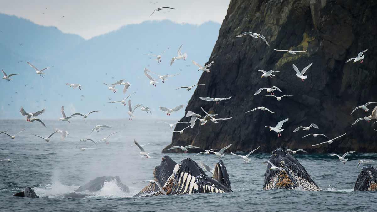 humpback whales in the ocean with seagulls
