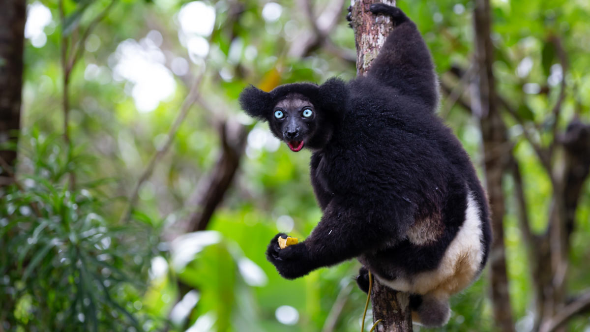 Photo of a singing lemur in a tree