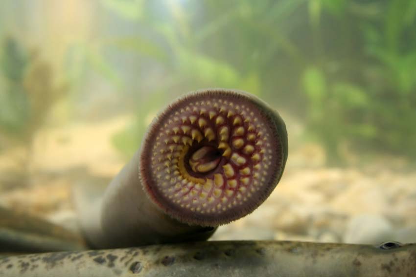 Mouth of a lamprey