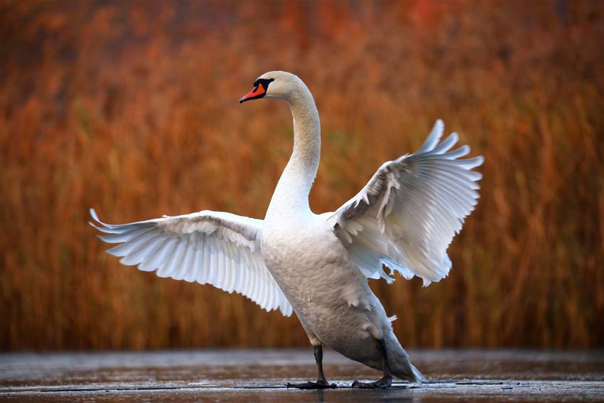 Swan beating its wings