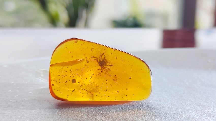 A small crab preserved in a piece of amber