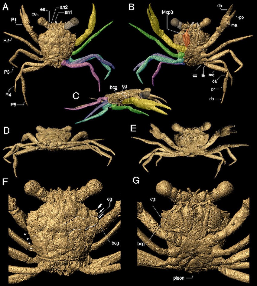 3d image of a crab from different angles