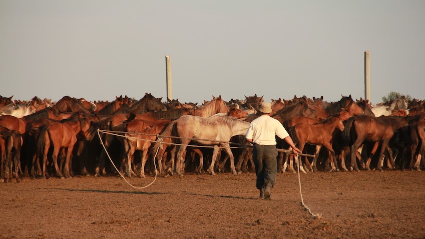 farmer and horse herd