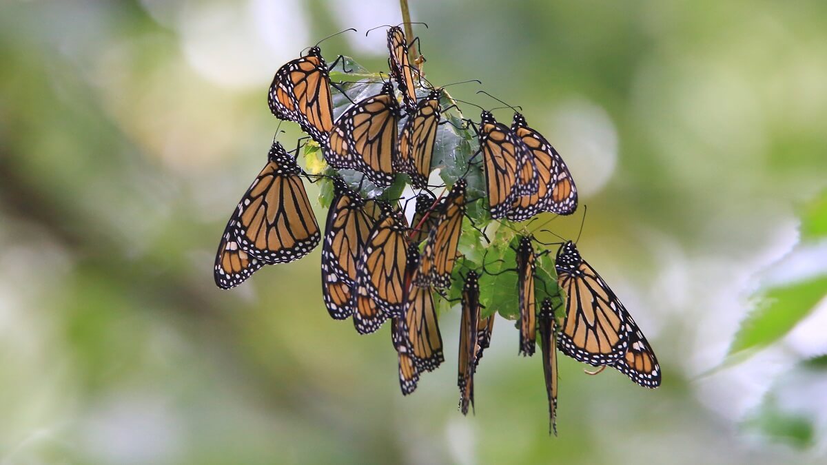 group of monarch butterflies resting on stem