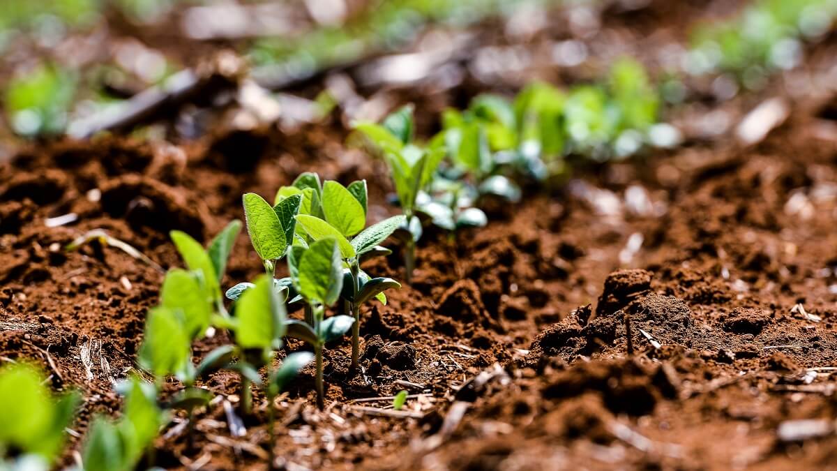 What is soil carbon and how will it fight climate change?